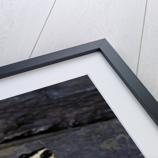 Neurergus kaiseri (Luristan newt, emperor spotted newt) by Anonymous