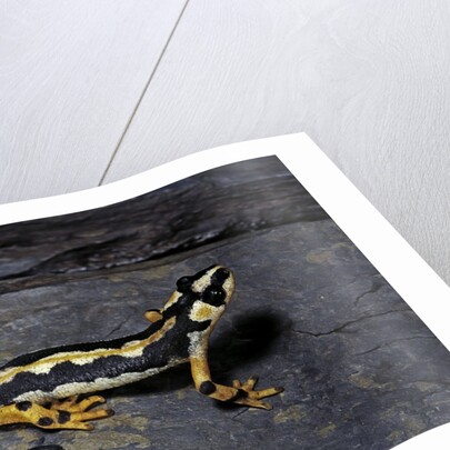 Neurergus kaiseri (Luristan newt, emperor spotted newt) by Anonymous