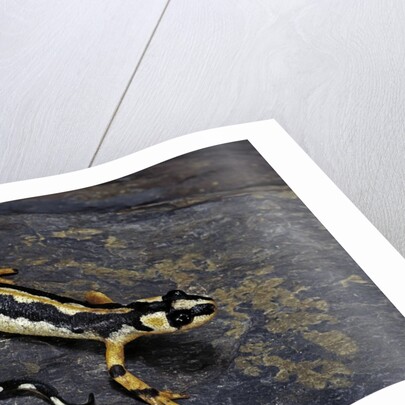 Neurergus kaiseri (Luristan newt, emperor spotted newt) by Anonymous
