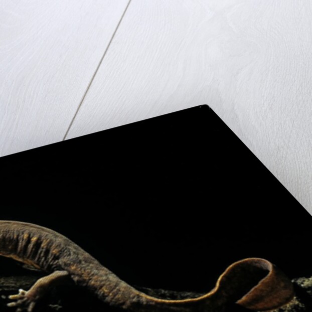 Pachyhynobius schangchengensis (Shangcheng stout salamander) by Anonymous
