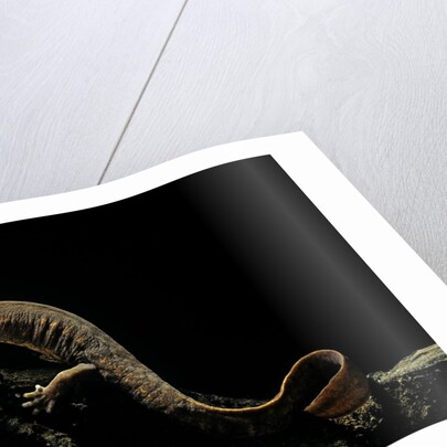 Pachyhynobius schangchengensis (Shangcheng stout salamander) by Anonymous