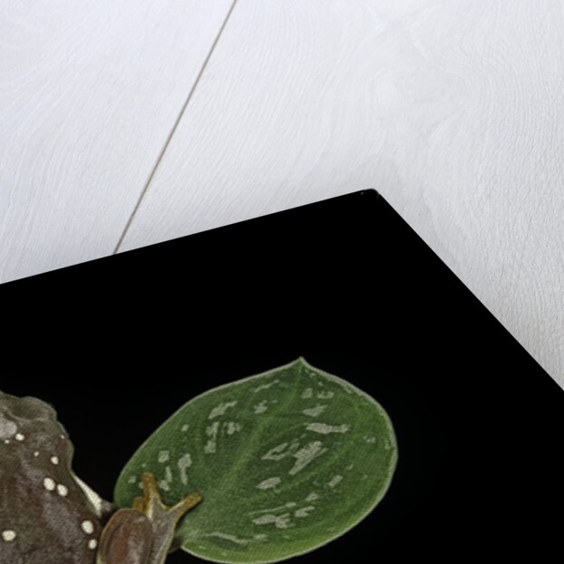 Pachymedusa dacnicolor (Mexican leaf frog) by Anonymous