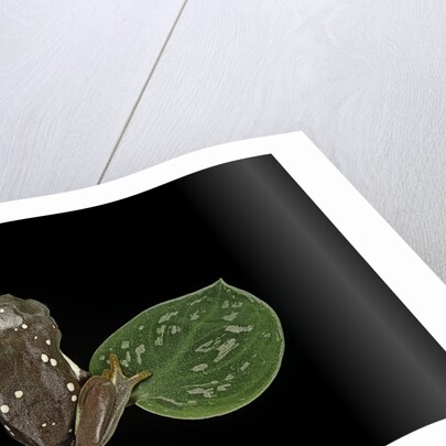 Pachymedusa dacnicolor (Mexican leaf frog) by Anonymous