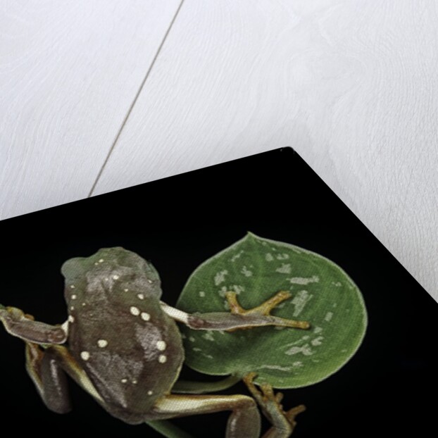 Pachymedusa dacnicolor (Mexican leaf frog) by Anonymous