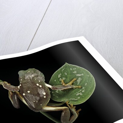 Pachymedusa dacnicolor (Mexican leaf frog) by Anonymous