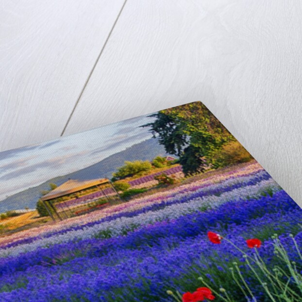 Tent in Lavender field by Anonymous