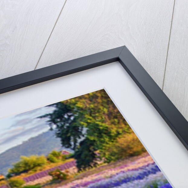 Tent in Lavender field by Anonymous