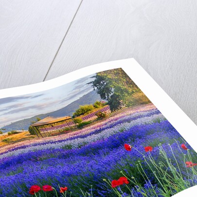 Tent in Lavender field by Anonymous