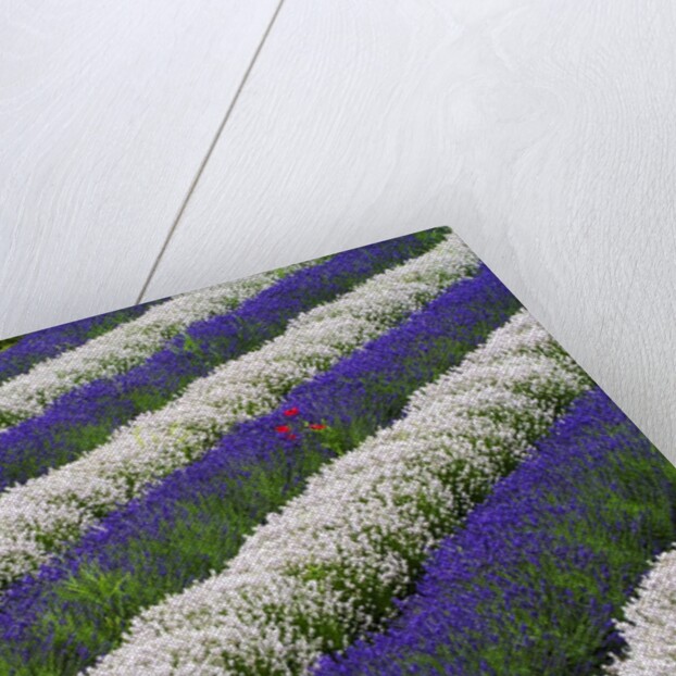 Rows of Lavender With Poppies by Anonymous