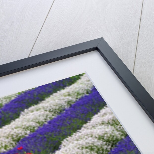 Rows of Lavender With Poppies by Anonymous