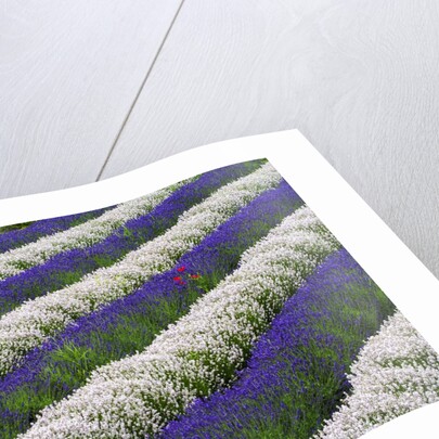 Rows of Lavender With Poppies by Anonymous