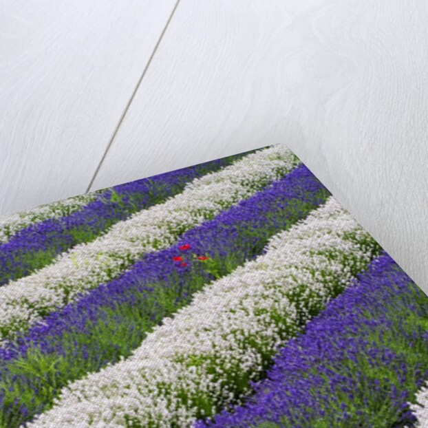 Rows of Lavender With Poppies by Anonymous