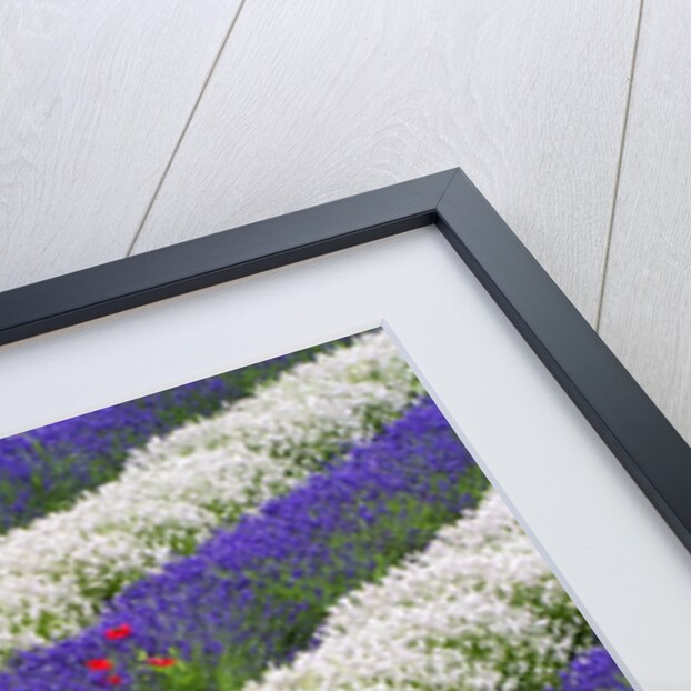 Rows of Lavender With Poppies by Anonymous