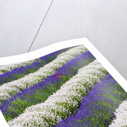Rows of Lavender With Poppies by Anonymous