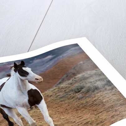 Horses at Full Gallop by Anonymous