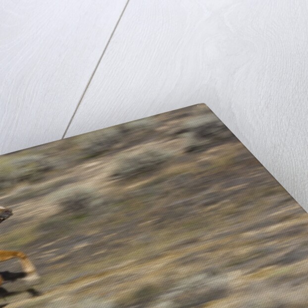 Cowgirl riding at full speed in motion by Anonymous