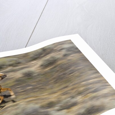 Cowgirl riding at full speed in motion by Anonymous