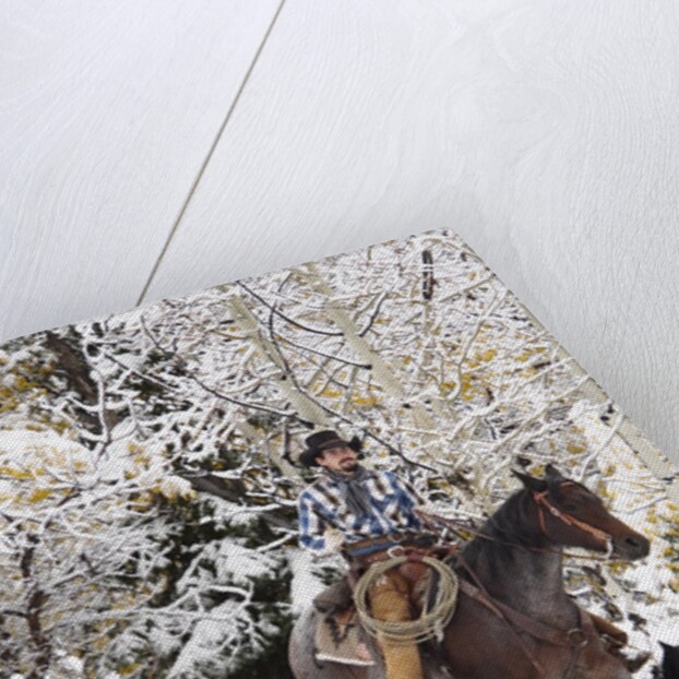 Cowboys riding in Autumn Aspens with a fresh snowfall by Corbis