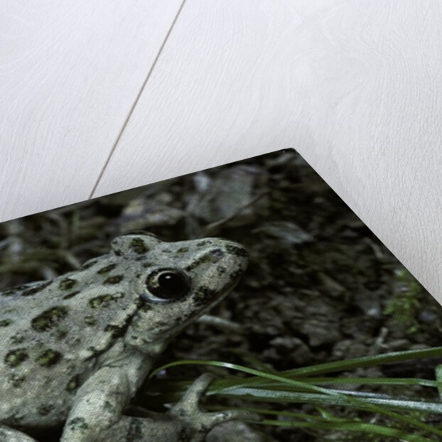Pelodytes punctatus (common parsley frog) by Anonymous