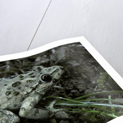 Pelodytes punctatus (common parsley frog) by Anonymous