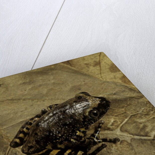 Phlyctimantis boulengeri by Anonymous