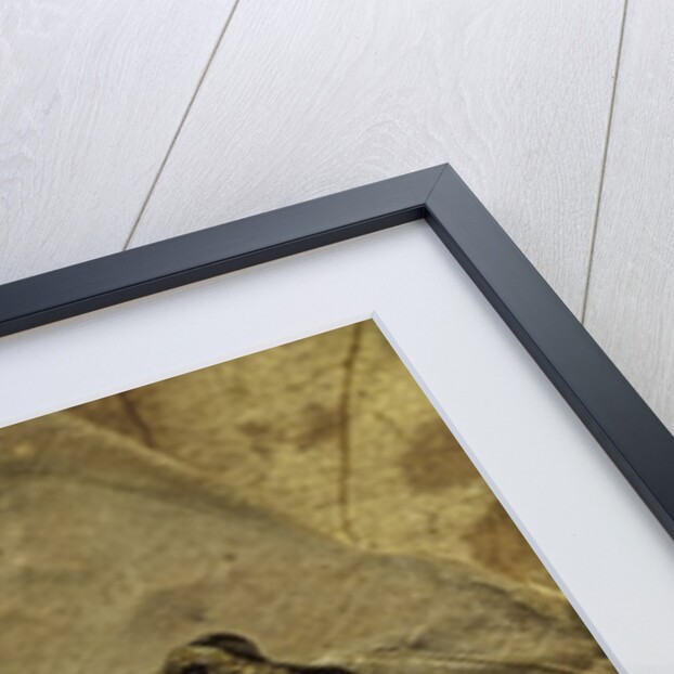 Phlyctimantis boulengeri by Anonymous