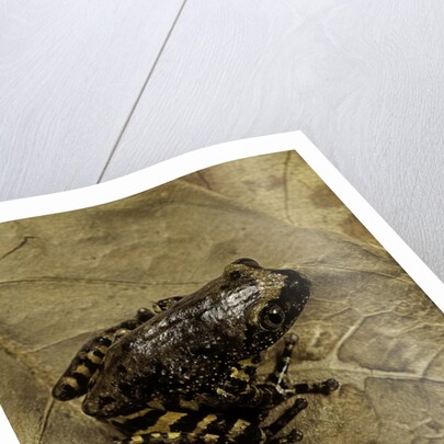 Phlyctimantis boulengeri by Anonymous