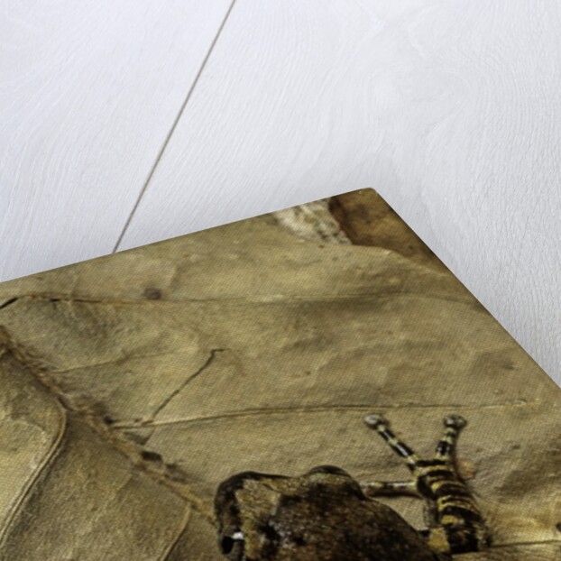 Phlyctimantis boulengeri by Anonymous
