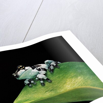 Phrynohyas resinifictrix (Amazon milk frog) - young by Anonymous