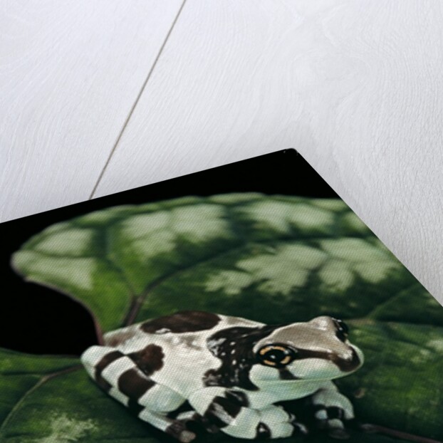 Phrynohyas resinifictrix (Amazon milk frog) - young by Anonymous