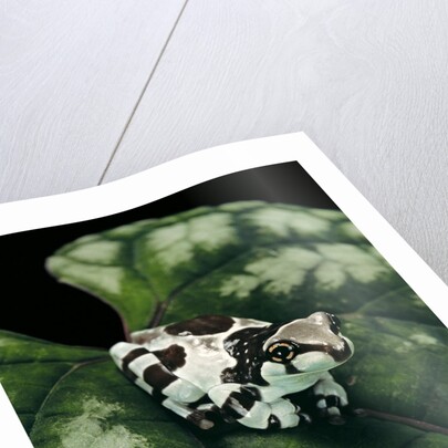 Phrynohyas resinifictrix (Amazon milk frog) - young by Anonymous