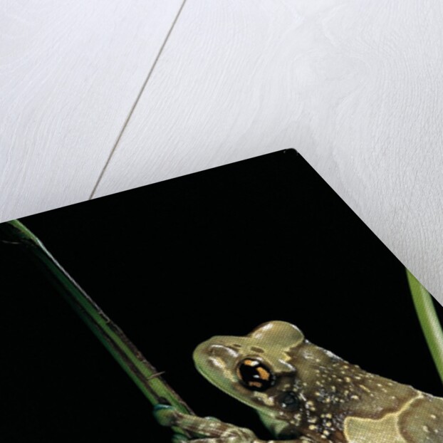 Phrynohyas resinifictrix (Amazon milk frog) by Anonymous
