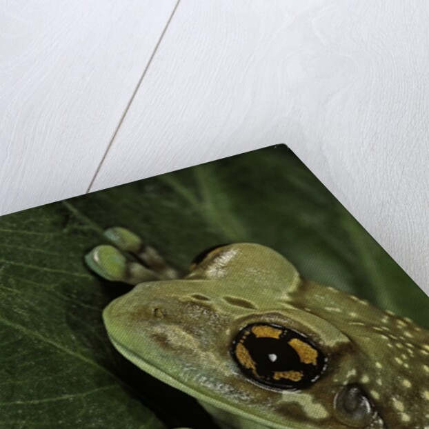 Phrynohyas resinifictrix (Amazon milk frog) by Anonymous