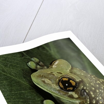 Phrynohyas resinifictrix (Amazon milk frog) by Anonymous