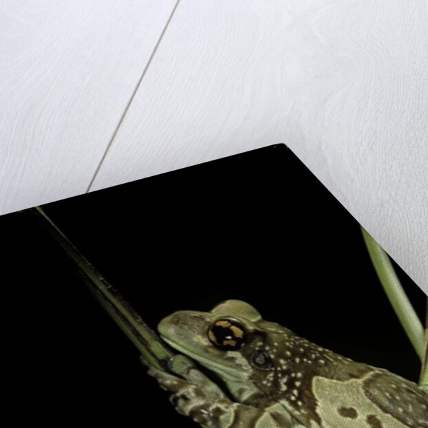 Phrynohyas resinifictrix (Amazon milk frog) by Anonymous