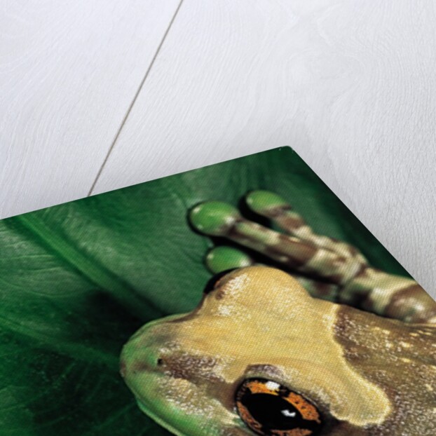 Phrynohyas resinifictrix (Amazon milk frog) by Anonymous