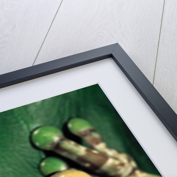 Phrynohyas resinifictrix (Amazon milk frog) by Anonymous