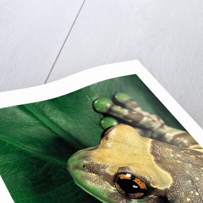 Phrynohyas resinifictrix (Amazon milk frog) by Anonymous