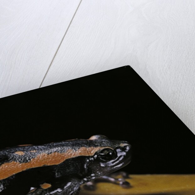Phrynomantis bifasciatus (banded rubber frog) by Anonymous