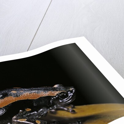 Phrynomantis bifasciatus (banded rubber frog) by Anonymous
