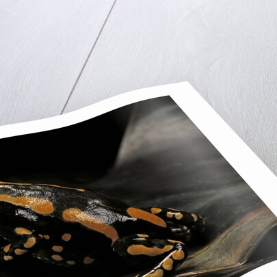 Phrynomantis bifasciatus (banded rubber frog) by Anonymous