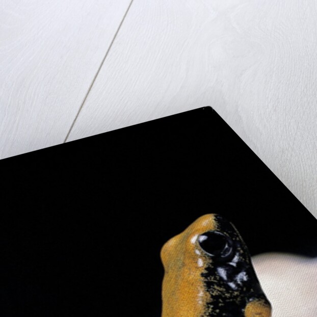 Phyllobates bicolor (black-legged dart frog) by Anonymous