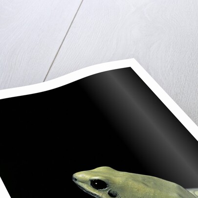 Phyllobates terribilis f. mint (golden poison frog) by Anonymous