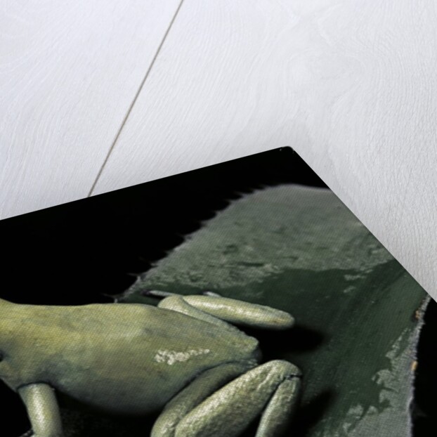 Phyllobates terribilis f. mint (golden poison frog) by Anonymous