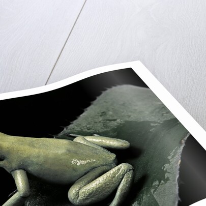 Phyllobates terribilis f. mint (golden poison frog) by Anonymous