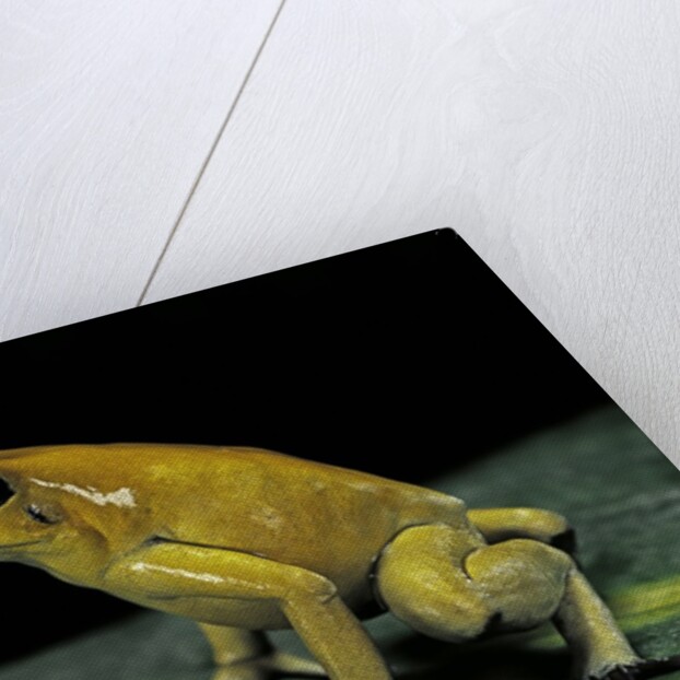 Phyllobates terribilis (golden poison frog) by Anonymous