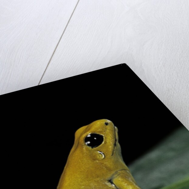 Phyllobates terribilis (golden poison frog) by Anonymous
