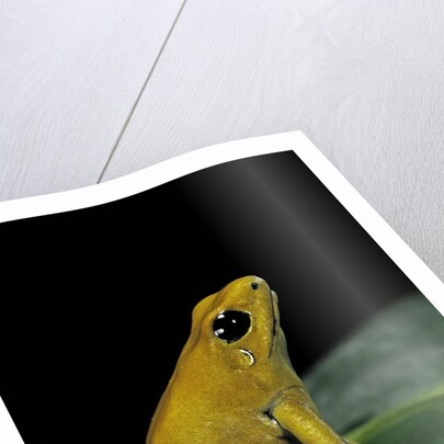 Phyllobates terribilis (golden poison frog) by Anonymous