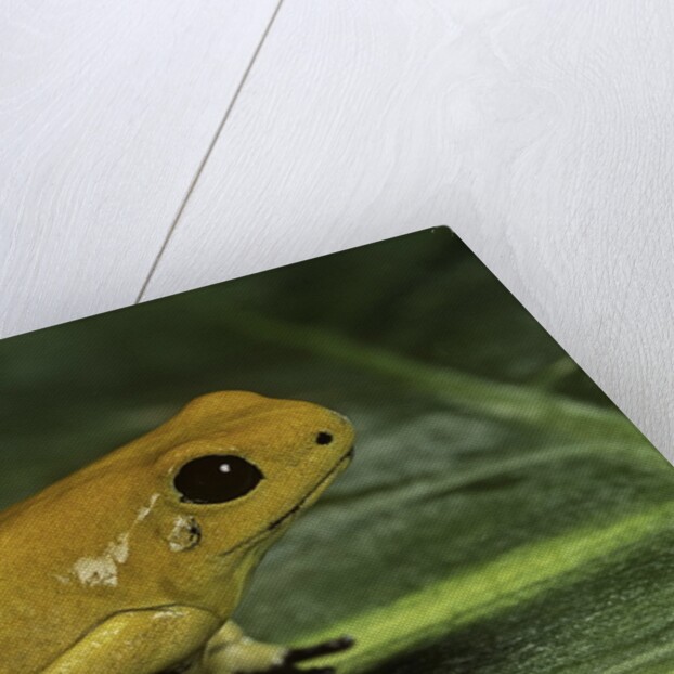 Phyllobates terribilis (golden poison frog) by Anonymous