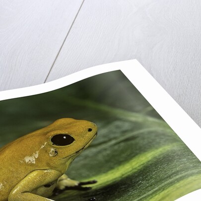 Phyllobates terribilis (golden poison frog) by Anonymous